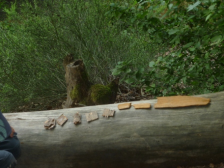 Holz und Rindenstücke, die auf einem Baumstamm liegen.