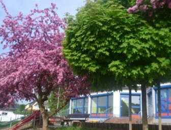 Blick auf das Gebäude der Kita Niederscheld mit zwei Bäumen. Einer davon steht im rosa Blütenkleid